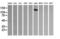 Phosphatidylinositol-4,5-bisphosphate 3-kinase catalytic subunit gamma isoform antibody, LS-C174250, Lifespan Biosciences, Western Blot image 