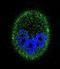 Mitogen-activated protein kinase 15 antibody, LS-C164015, Lifespan Biosciences, Immunofluorescence image 