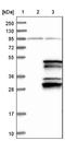 Immunoglobulin Binding Protein 1 antibody, NBP1-83125, Novus Biologicals, Western Blot image 