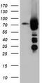 Rho GTPase Activating Protein 25 antibody, CF501749, Origene, Western Blot image 