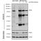 VPS35 Retromer Complex Component antibody, NBP2-78823, Novus Biologicals, Immunoprecipitation image 
