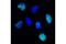 BrdU antibody, 5292S, Cell Signaling Technology, Immunofluorescence image 