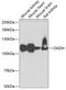 2-oxoglutarate dehydrogenase, mitochondrial antibody, 22-181, ProSci, Western Blot image 