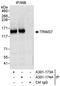 Tripartite Motif Containing 37 antibody, A301-173A, Bethyl Labs, Immunoprecipitation image 