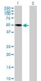 Neurotrimin antibody, H00050863-B01P, Novus Biologicals, Western Blot image 