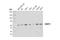 CCR4-NOT Transcription Complex Subunit 2 antibody, 34214S, Cell Signaling Technology, Western Blot image 