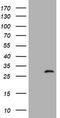 Zinc finger FYVE domain-containing protein 21 antibody, TA505622S, Origene, Western Blot image 