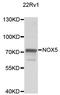 NADPH oxidase 5 antibody, STJ29216, St John