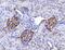 Basigin (Ok Blood Group) antibody, M00248-4, Boster Biological Technology, Immunohistochemistry paraffin image 