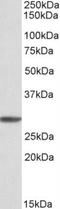 Proteasome subunit alpha type-4 antibody, NBP1-52074, Novus Biologicals, Western Blot image 