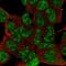Homeobox protein ESX1 antibody, PA5-62526, Invitrogen Antibodies, Immunofluorescence image 