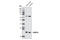 Synaptosome Associated Protein 25 antibody, 4117S, Cell Signaling Technology, Western Blot image 