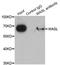 WASL antibody, LS-C332179, Lifespan Biosciences, Immunoprecipitation image 