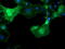 Migration And Invasion Enhancer 1 antibody, M07379-1, Boster Biological Technology, Immunofluorescence image 