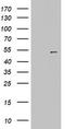 Keratin 20 antibody, TA802664, Origene, Western Blot image 