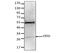 Vegi antibody, FC02402-Biotin, Boster Biological Technology, Western Blot image 