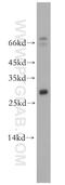 Neurotrophin 4 antibody, 12297-1-AP, Proteintech Group, Western Blot image 