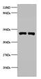 Phosphoglycerate kinase antibody, A51628-100, Epigentek, Western Blot image 
