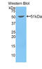 Kinesin Family Member 5A antibody, LS-C295043, Lifespan Biosciences, Western Blot image 