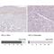 Nuclear valosin-containing protein-like antibody, NBP2-37861, Novus Biologicals, Western Blot image 