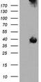 Mitogen-Activated Protein Kinase Kinase 3 antibody, TA505619, Origene, Western Blot image 