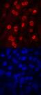 Myogenin antibody, MAB6686, R&D Systems, Immunofluorescence image 