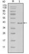 C-C Motif Chemokine Ligand 5 antibody, orb10263, Biorbyt, Western Blot image 