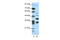 Zinc finger protein Gfi-1 antibody, 27-427, ProSci, Western Blot image 