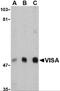 Mitochondrial Antiviral Signaling Protein antibody, 4053, ProSci Inc, Western Blot image 