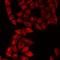 Nei Like DNA Glycosylase 1 antibody, LS-C668348, Lifespan Biosciences, Immunofluorescence image 