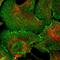 L/S Afadin antibody, HPA030213, Atlas Antibodies, Immunocytochemistry image 