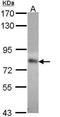 Methylenetetrahydrofolate Reductase antibody, TA308226, Origene, Western Blot image 