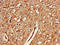GRB2-associated-binding protein 2 antibody, LS-C678016, Lifespan Biosciences, Immunohistochemistry paraffin image 