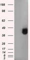 BSG antibody, TA501191S, Origene, Western Blot image 