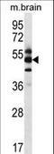 G Protein Pathway Suppressor 1 antibody, LS-C166648, Lifespan Biosciences, Western Blot image 