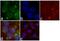 Catenin Beta 1 antibody, 13-8400, Invitrogen Antibodies, Immunofluorescence image 