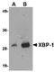 X-Box Binding Protein 1 antibody, orb75877, Biorbyt, Western Blot image 