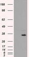 Fumarylacetoacetate Hydrolase Domain Containing 2A antibody, TA500936, Origene, Western Blot image 
