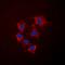 Collagen Type IV Alpha 5 Chain antibody, orb216064, Biorbyt, Immunofluorescence image 