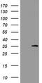 CHOP antibody, TA802207AM, Origene, Western Blot image 