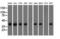 3-Hydroxyisobutyryl-CoA Hydrolase antibody, LS-C115315, Lifespan Biosciences, Western Blot image 