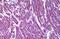 Malate dehydrogenase, mitochondrial antibody, MBS246355, MyBioSource, Immunohistochemistry paraffin image 