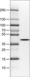 N-Terminal EF-Hand Calcium Binding Protein 1 antibody, MA5-24615, Invitrogen Antibodies, Western Blot image 