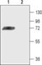 Potassium Voltage-Gated Channel Subfamily D Member 3 antibody, PA5-77583, Invitrogen Antibodies, Western Blot image 