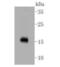 Calmodulin antibody, NBP2-67413, Novus Biologicals, Western Blot image 