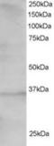 Transcription Factor 19 antibody, MBS420220, MyBioSource, Western Blot image 