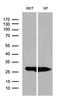Phosphoglycerate Mutase Family Member 4 antibody, MA5-27360, Invitrogen Antibodies, Western Blot image 