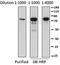 RNA polymerase sigma factor RpoD antibody, 663205, BioLegend, Western Blot image 