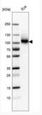 Integrin beta-8 antibody, NBP1-87447, Novus Biologicals, Western Blot image 