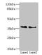 RNA Polymerase III Subunit F antibody, orb356147, Biorbyt, Western Blot image 
